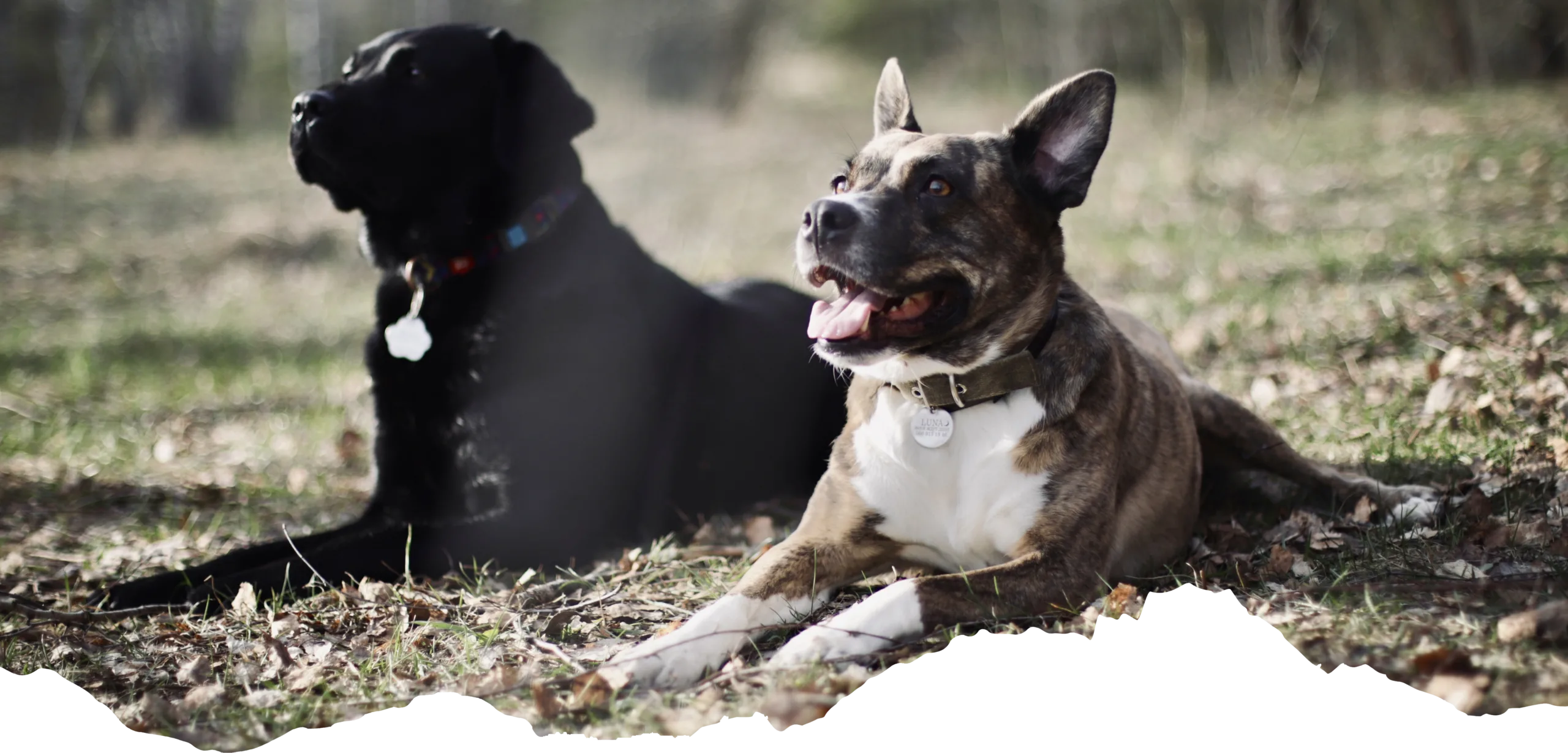 Woofy Dog Club